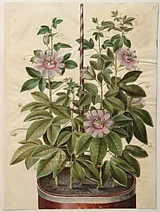 Passiflora incarnata (passionsblomst) by Hans Simon Holtzbecker