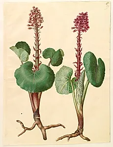 Petasites hybridus (rød hestehov) by Hans Simon Holtzbecker