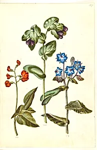 Phaseolus coccineus (pral-bønne); Cerinthe major (stor voksurt); Borago officinalis (almindelig hjulkrone) by Hans Simon Holtzbecker