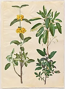 Phlomis fruticosa (almindelig løvehale); Salvia officinalis (læge-salvie) by Hans Simon Holtzbecker