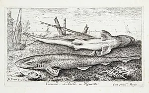 Pighaj (Canicula) by Albert Flamen