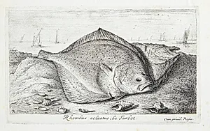 Pighvar (Rhombus adeatus) by Albert Flamen