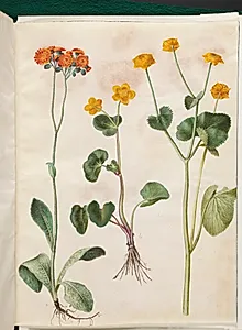 Pilosella aurantiaca (pomerans-høgeurt); Caltha palustris (eng-kabbeleje) by Hans Simon Holtzbecker
