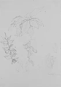 Plante- og figurstudier