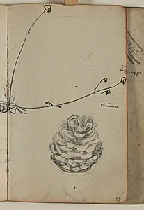 Plante- og koglestudie by Niels Larsen Stevns