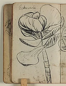 Plantestudie (Echeveria) by Niels Larsen Stevns