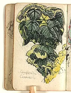 Plantestudie by Niels Larsen Stevns
