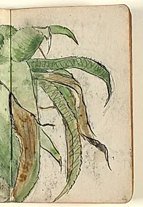 Plantestudie by Niels Larsen Stevns