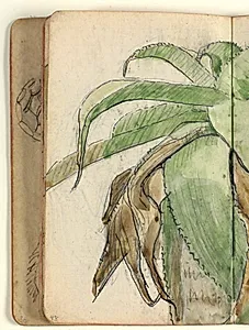 Plantestudie by Niels Larsen Stevns