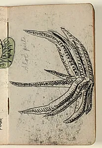 Plantestudie by Niels Larsen Stevns