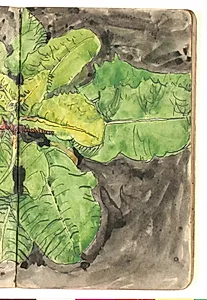 Plantestudie by Niels Larsen Stevns