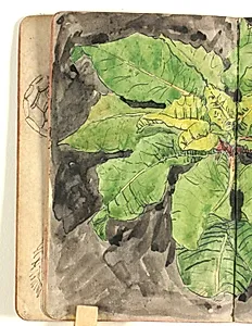 Plantestudie by Niels Larsen Stevns