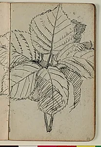 Plantestudie by Niels Larsen Stevns