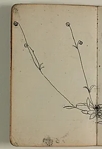 Plantestudie by Niels Larsen Stevns
