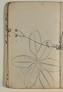 Plantestudie by Niels Larsen Stevns