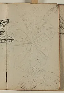 Plantestudie by Niels Larsen Stevns