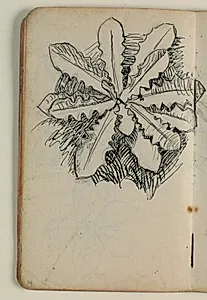 Plantestudie by Niels Larsen Stevns