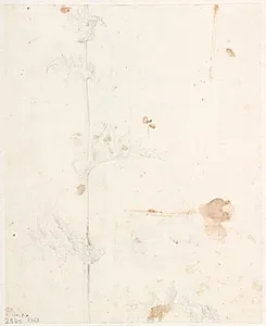 Plantestudie by Dankvart Dreyer