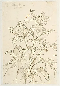 Plantestudie by Dankvart Dreyer