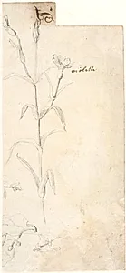 Plantestudie by Dankvart Dreyer