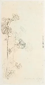 Plantestudie by Dankvart Dreyer