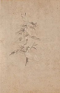 Plantestudie by Jens Juel