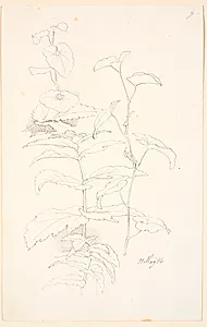 Plantestudier, bl.a. af snerle by Johan Thomas Lundbye