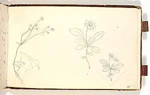 Plantestudier og blyantsrids by P.C. Skovgaard