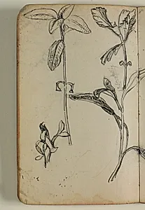 Plantestudier, samt notater by Niels Larsen Stevns
