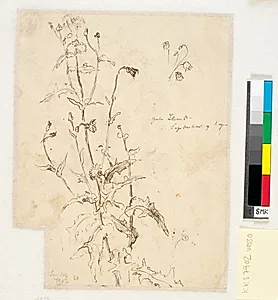 Plantestudier by Dankvart Dreyer