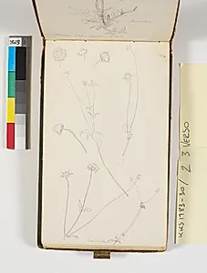 Plantestudier by P.C. Skovgaard