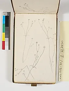 Plantestudier by P.C. Skovgaard