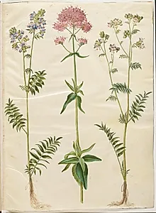 Polemonium caeruleum (almindelig jakobsstige); Centranthus ruber (rød sporebaldrian) by Hans Simon Holtzbecker