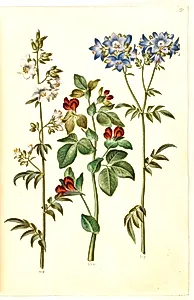 Polemonium caeruleum (almindelig jakobsstige); Lotus tetragonolobus (aspargesært) by Hans Simon Holtzbecker