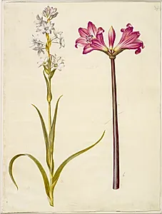 Polianthes tuberosa (tuberose); Amaryllis belladonna (belladonnalilje) by Hans Simon Holtzbecker