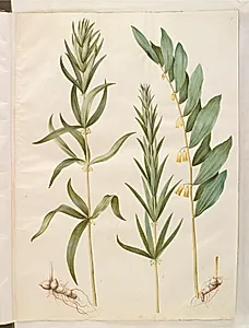 Polygonatum verticillatum (krans-konval); Polygonatum multiflorum (stor konval) by Hans Simon Holtzbecker