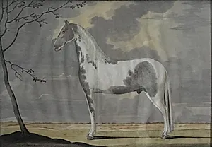 Portræt af en hvid- og gråblakket hingst by Nicolai Peters