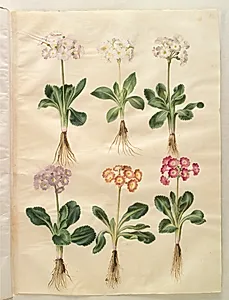 Primula ×pubescens (have-aurikel) by Hans Simon Holtzbecker