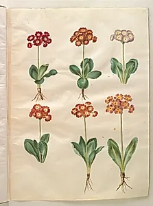 Primula ×pubescens (have-aurikel) by Hans Simon Holtzbecker