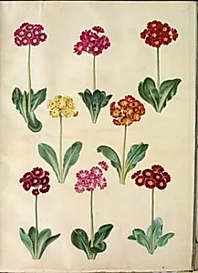 Primula ×pubescens (have-aurikel) by Hans Simon Holtzbecker