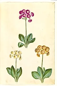 Primula ×pubescens (have-aurikel) by Hans Simon Holtzbecker