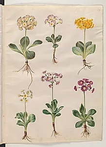Primula ×pubescens Wulfen (have-aurikel) by Hans Simon Holtzbecker