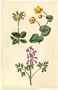 Primula veris (hulkravet kodriver); Caltha palustris (eng-kabbeleje); Corydalis cava (hulrodet lærkespore) by Hans Simon Holtzbecker