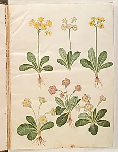 Primula veris (hybrid af hulkravet kodriver); Primula vulgaris (hybrid af storblomstret kodriver) by Hans Simon Holtzbecker