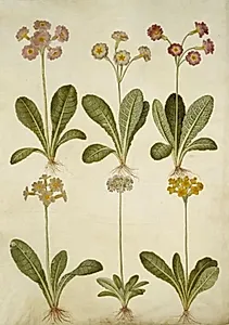 Primula veris (hybrid af hulkravet kodriver); Primula farinosa (melet kodriver) by Hans Simon Holtzbecker
