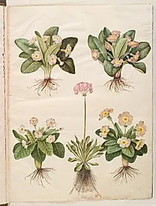 Primula vulgaris (hybrid af storblomstret kodriver); Primula farinosa (melet kodriver) by Hans Simon Holtzbecker