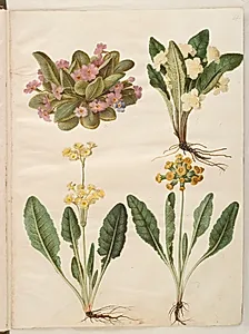 Primula vulgaris (karnevals-kodriver); Primula vulgaris (hybrid af storblomstret kodriver); Primula veris (hybrid af hulkravet kodriver) by Hans Simon Holtzbecker