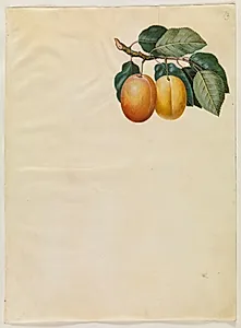 Prunus domestica (blomme) by Hans Simon Holtzbecker