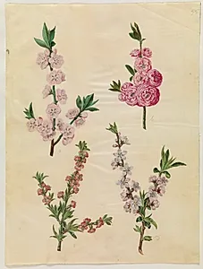 Prunus dulcis (mandel); Prunus persica (fersken) by Hans Simon Holtzbecker