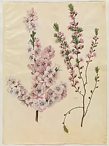 Prunus dulcis (mandel); Prunus tenella (dværg-mandel) by Hans Simon Holtzbecker